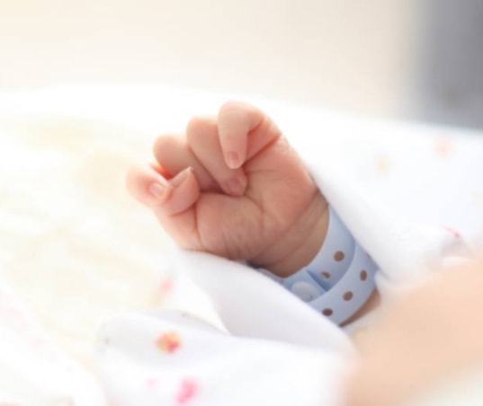 保持系恢复系选育