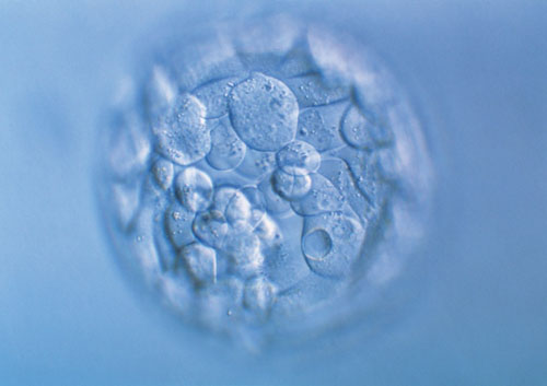 全网最抗揍的奶爸